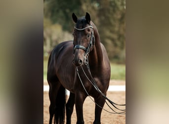 Oldenburger, Wallach, 7 Jahre, 167 cm, Rappe