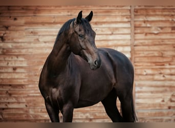 Oldenburger, Wallach, 7 Jahre, 167 cm, Rappe