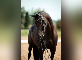Oldenburger, Wallach, 7 Jahre, 167 cm, Rappe