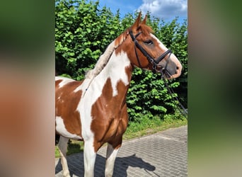 Oldenburger, Wallach, 7 Jahre, 167 cm, Schecke