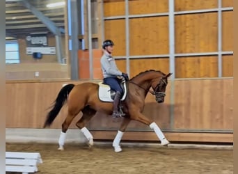 Oldenburger, Wallach, 7 Jahre, 168 cm, Brauner