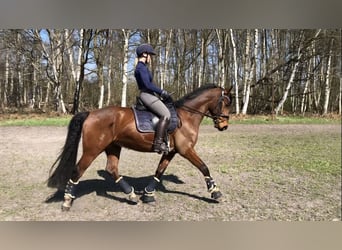 Oldenburger, Wallach, 7 Jahre, 168 cm, Brauner