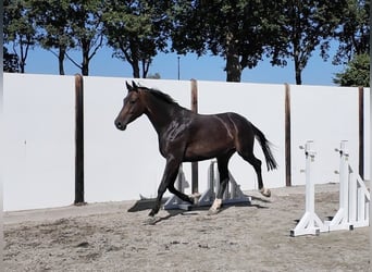 Oldenburger, Wallach, 7 Jahre, 169 cm, Dunkelbrauner