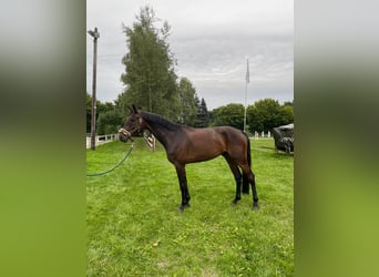 Oldenburger, Wallach, 7 Jahre, 169 cm, Dunkelbrauner