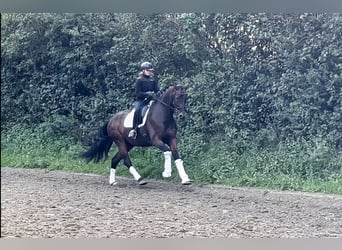 Oldenburger, Wallach, 7 Jahre, 170 cm, Brauner