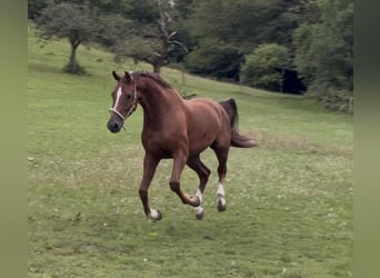 Oldenburger, Wallach, 7 Jahre, 170 cm