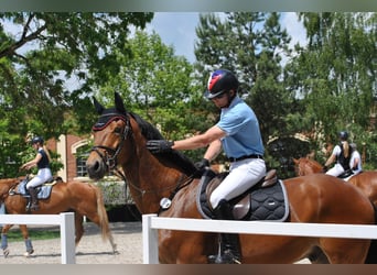 Oldenburger, Wallach, 7 Jahre, 170 cm, Hellbrauner
