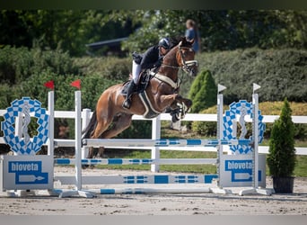Oldenburger, Wallach, 7 Jahre, 170 cm, Hellbrauner