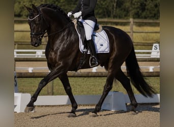Oldenburger, Wallach, 7 Jahre, 170 cm, Rappe
