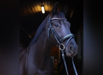 Oldenburger, Wallach, 7 Jahre, 170 cm, Rappe
