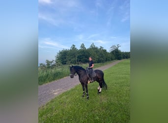 Oldenburger, Wallach, 7 Jahre, 170 cm, Rappe