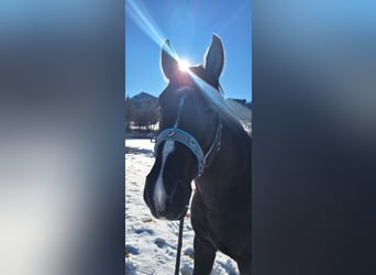 Oldenburger Mix, Wallach, 7 Jahre, 170 cm, Schwarzbrauner