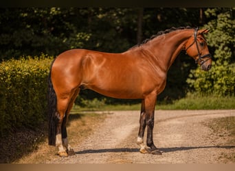 Oldenburger, Wallach, 7 Jahre, 171 cm, Brauner