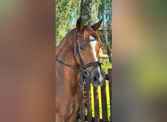 Oldenburger, Wallach, 7 Jahre, 171 cm, Fuchs