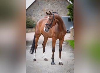 Oldenburger, Wallach, 7 Jahre, 172 cm, Brauner