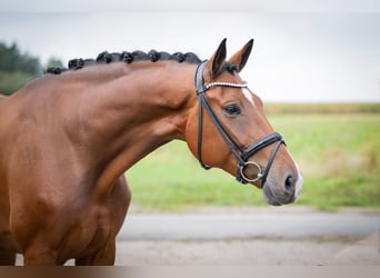 Oldenburger, Wallach, 7 Jahre, 172 cm, Brauner