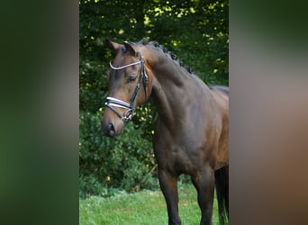 Oldenburger, Wallach, 7 Jahre, 172 cm, Brauner