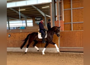 Oldenburger, Wallach, 7 Jahre, 172 cm, Brauner