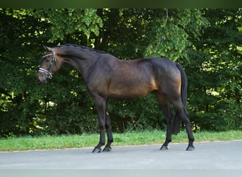 Oldenburger, Wallach, 7 Jahre, 172 cm, Brauner