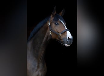 Oldenburger, Wallach, 7 Jahre, 172 cm, Dunkelbrauner