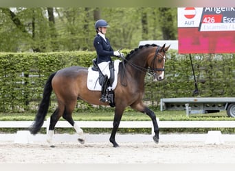 Oldenburger, Wallach, 7 Jahre, 172 cm, Dunkelbrauner