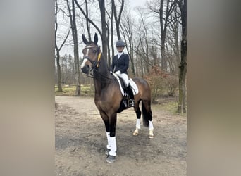 Oldenburger, Wallach, 7 Jahre, 172 cm, Dunkelbrauner