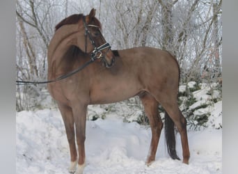 Oldenburger, Wallach, 7 Jahre, 172 cm, Dunkelfuchs