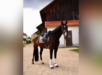 Oldenburger, Wallach, 7 Jahre, 172 cm, Schwarzbrauner