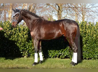 Oldenburger, Wallach, 7 Jahre, 172 cm, Schwarzbrauner