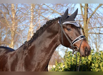 Oldenburger, Wallach, 7 Jahre, 172 cm, Schwarzbrauner