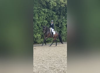 Oldenburger, Wallach, 7 Jahre, 173 cm, Dunkelbrauner