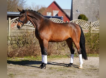 Oldenburger, Wallach, 7 Jahre, 174 cm, Brauner