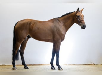 Oldenburger, Wallach, 7 Jahre, 174 cm, Brauner