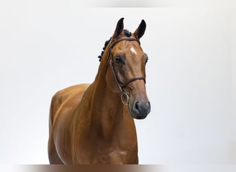 Oldenburger, Wallach, 7 Jahre, 174 cm, Brauner