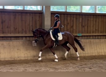 Oldenburger, Wallach, 7 Jahre, 174 cm, Fuchs