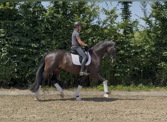 Oldenburger, Wallach, 7 Jahre, 174 cm, Schwarzbrauner