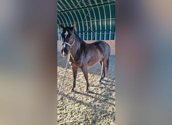 Oldenburger Mix, Wallach, 7 Jahre, 175 cm, Schwarzbrauner