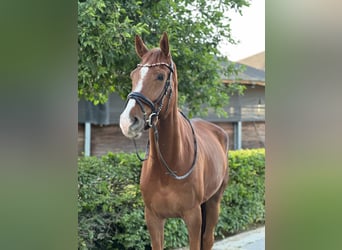 Oldenburger, Wallach, 7 Jahre, 176 cm, Dunkelfuchs