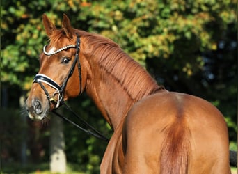 Oldenburger, Wallach, 7 Jahre, 176 cm, Fuchs