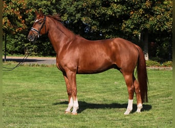 Oldenburger, Wallach, 7 Jahre, 176 cm, Fuchs