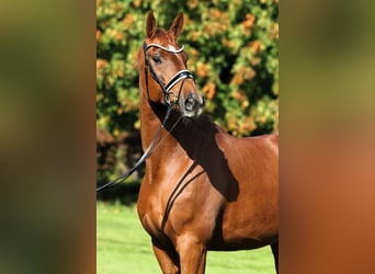 Oldenburger, Wallach, 7 Jahre, 176 cm, Fuchs