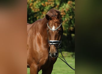 Oldenburger, Wallach, 7 Jahre, 176 cm, Fuchs