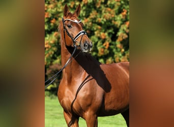 Oldenburger, Wallach, 7 Jahre, 176 cm, Fuchs