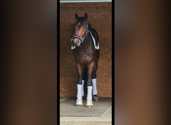 Oldenburger, Wallach, 7 Jahre, 177 cm, Dunkelbrauner