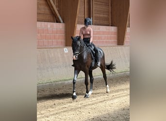 Oldenburger, Wallach, 7 Jahre, 178 cm, Dunkelbrauner