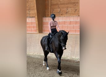 Oldenburger, Wallach, 7 Jahre, 178 cm, Dunkelbrauner