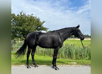 Oldenburger, Wallach, 7 Jahre, 178 cm, Rappe