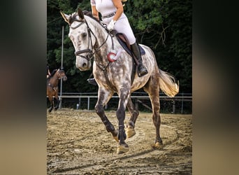 Oldenburger, Wallach, 7 Jahre, 179 cm, Apfelschimmel