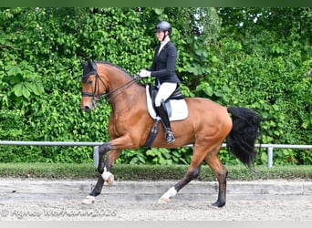 Oldenburger, Wallach, 7 Jahre, 184 cm, Brauner