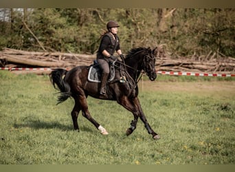 Oldenburger, Wallach, 7 Jahre, Rappe